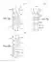 Fig. 33 - Variable power fluid cell optics for countering presbyopia and/or astigmatism