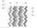 Fig. 01 - Display panel and mask for manufacturing process of display panel