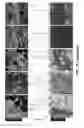 Fig. 16 - Molecular imaging biomarkers