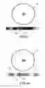 Fig. 03 - Method for characterizing images acquired through a video medical device