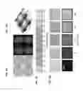 Fig. 06 - Photopatterned growth of electronically active brush polymers for light emitting diode displays
