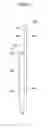 Fig. 07 - ANTENNA APPARATUS AND ELECTRONIC DEVICE