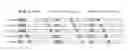 Fig. 01 - Method for mapping physical hybrid automatic repeat request indicator channel