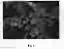 Fig. 03 - Blueberry Cultivar Named 'Echo'