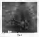 Fig. 04 - Blueberry Cultivar Named 'Echo'