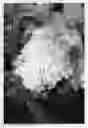 Fig. 01 - plant named ‘LEEP2’
