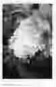 Fig. 02 - plant named ‘LEEP2’