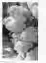 Fig. 03 - plant named ‘LEEP2’
