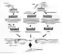 Fig. 01 - Method of producing infertile fish and egg-producing aquatic animals and of delivering compounds into eggs and embryos
