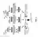 Fig. 02 - Method of producing infertile fish and egg-producing aquatic animals and of delivering compounds into eggs and embryos