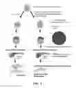 Fig. 03 - Method of producing infertile fish and egg-producing aquatic animals and of delivering compounds into eggs and embryos