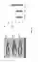 Fig. 05 - Method of producing infertile fish and egg-producing aquatic animals and of delivering compounds into eggs and embryos