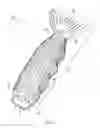 Fig. 02 - Fish securing device for cleaning fish