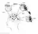 Fig. 01 - MRI approach of multiple times to repeat for detection of neuronal oscillations