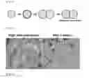 Fig. 02 - Emulsion cosmetic composition containing ceramide and method for preparing same