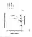 Fig. 07 - COMPOSITIONS AND METHODS USING P-ANISALDEHYDE