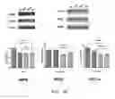 Fig. 04 - PHARMACEUTICAL COMPOSITION FOR INDUCING EXERCISE MIMETIC EFFECT
