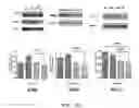 Fig. 05 - PHARMACEUTICAL COMPOSITION FOR INDUCING EXERCISE MIMETIC EFFECT