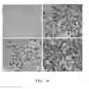 Fig. 13 - PHARMACEUTICAL COMPOSITION FOR INDUCING EXERCISE MIMETIC EFFECT