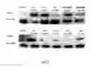 Fig. 02 - MAPK inhibitors