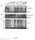 Fig. 04 - Methods for inducing apoptosis in cancer cells