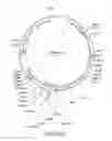 Fig. 33 - Engineered meganucleases with recognition sequences found in the human T cell receptor alpha constant region gene