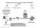 Fig. 01 - Method for preparing genetically-modified T cells which express chimeric antigen receptor