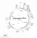 Fig. 06 - Method for preparing genetically-modified T cells which express chimeric antigen receptor