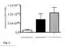 Fig. 07 - Method for preparing genetically-modified T cells which express chimeric antigen receptor