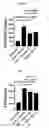Fig. 06 - Proteins for the treatment of epithelial barrier function disorders