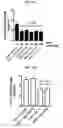 Fig. 23 - Proteins for the treatment of epithelial barrier function disorders
