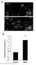 Fig. 01 - MODIFIED COLLAGEN COMPOSITIONS FOR MODULATION OF JNK