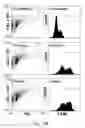 Fig. 03 - MODIFIED COLLAGEN COMPOSITIONS FOR MODULATION OF JNK
