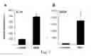 Fig. 08 - MODIFIED COLLAGEN COMPOSITIONS FOR MODULATION OF JNK