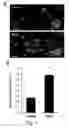 Fig. 09 - MODIFIED COLLAGEN COMPOSITIONS FOR MODULATION OF JNK