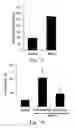 Fig. 10 - MODIFIED COLLAGEN COMPOSITIONS FOR MODULATION OF JNK
