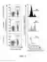 Fig. 04 - Regulatory T cell epitopes, compositions and uses thereof