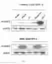 Fig. 03 - Conjugates of GM-CSF and IL-7, and Compositions Thereof