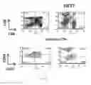 Fig. 10 - Conjugates of GM-CSF and IL-7, and Compositions Thereof