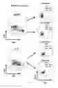 Fig. 14 - Conjugates of GM-CSF and IL-7, and Compositions Thereof