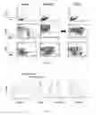 Fig. 19 - Conjugates of GM-CSF and IL-7, and Compositions Thereof