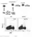 Fig. 20 - Conjugates of GM-CSF and IL-7, and Compositions Thereof