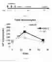 Fig. 22 - Conjugates of GM-CSF and IL-7, and Compositions Thereof