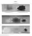 Fig. 07 - POLYAMINE-DIHYDROXYBENZOIC ACID CONJUGATE HYDROGELS AS IRON CHELATORS