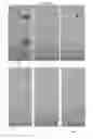 Fig. 08 - POLYAMINE-DIHYDROXYBENZOIC ACID CONJUGATE HYDROGELS AS IRON CHELATORS