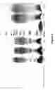 Fig. 06 - N-Terminal Polysialylation