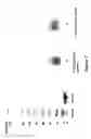 Fig. 08 - N-Terminal Polysialylation