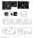 Fig. 06 - Selective targeting of an anti-inflammatory receptor in human mitochondria and preservation of mitochondrial functions