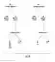 Fig. 07 - Antimicrobial compositions comprising single domain antibodies and exotoxin
