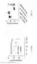 Fig. 03 - Preclinical model of neonatal necrotizing enterocolitis